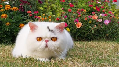 exotic shorthair cat breed