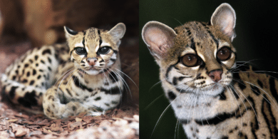 Margay cat