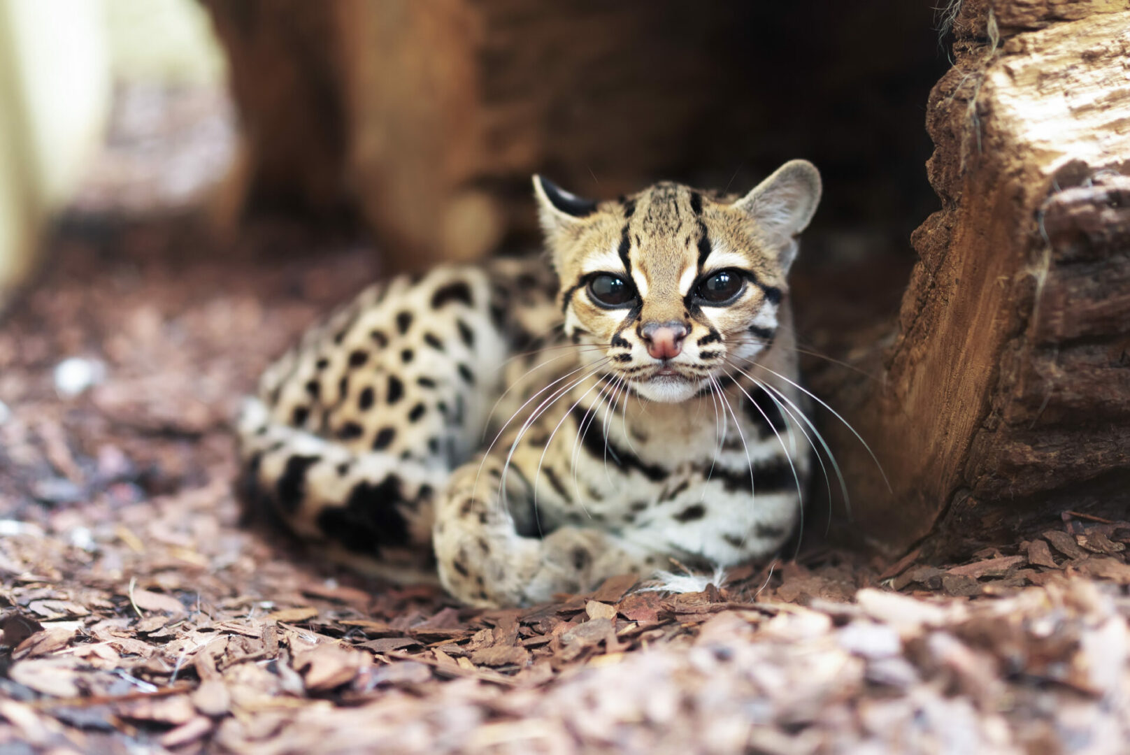 beautiful margay cat in the wild