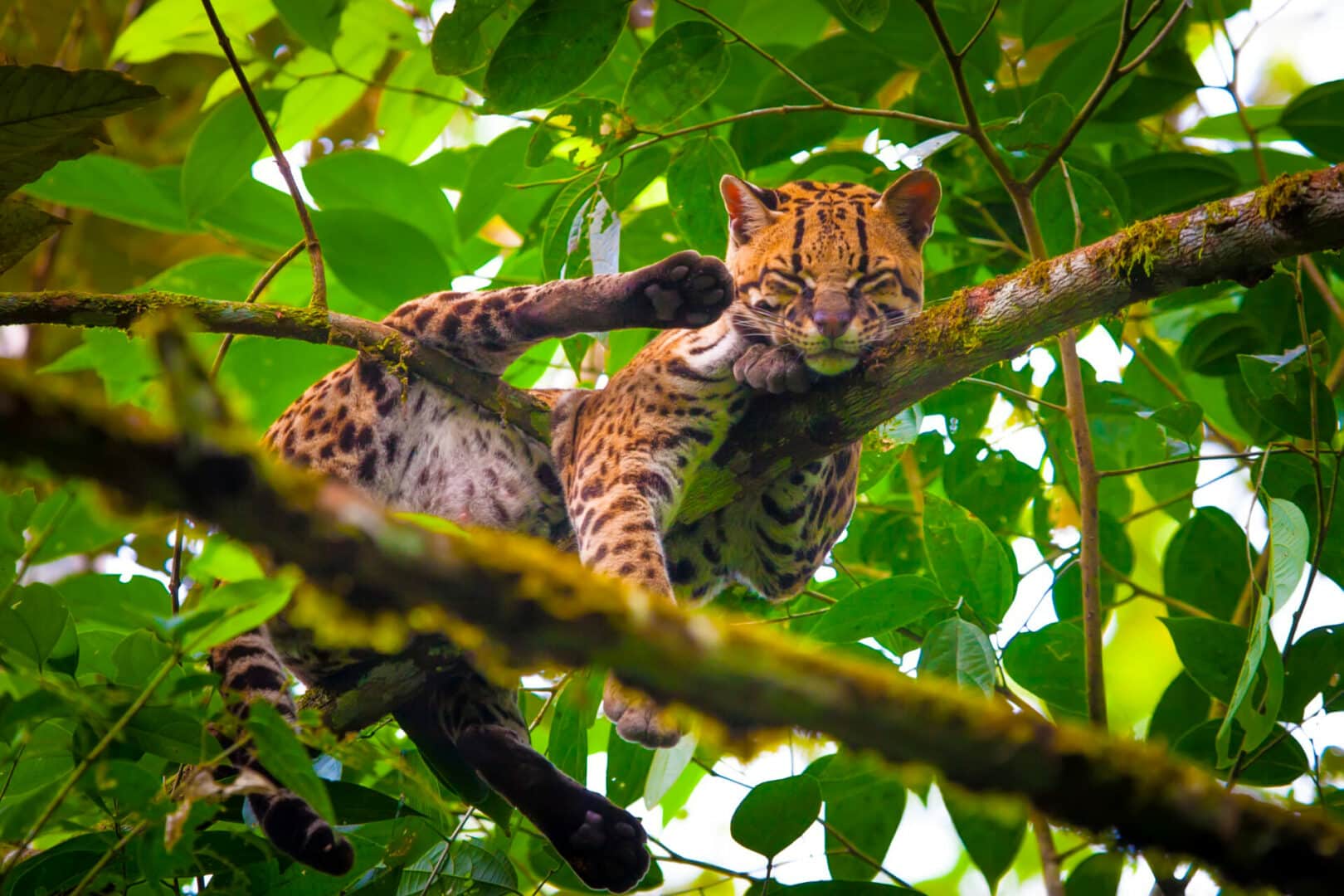 Oncilla Cool Facts To Know Blog Cattitude