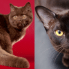 brown cat facts