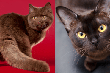 brown cat facts