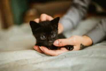 little black kitten