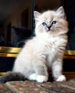 Ragdoll Kittens: Interesting Facts & Info | Cattitude