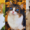 pico the blind cat