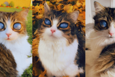 pico the blind cat