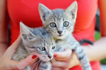 domestic short-hair cat
