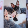 pixel and sophie
