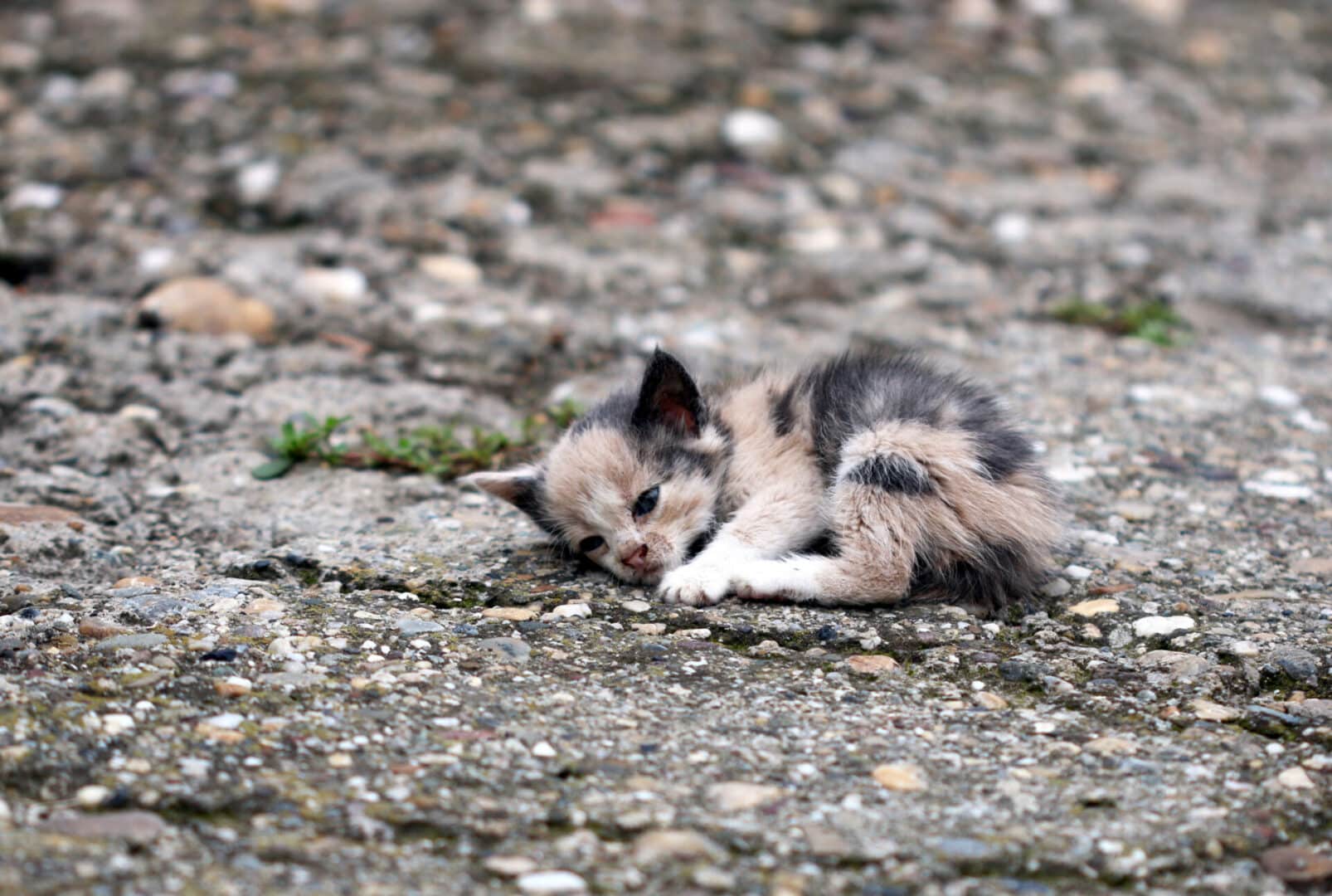 why do cats abandon their kittens