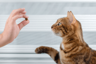 best cat treat for your cat