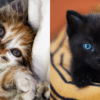 caring for kittens