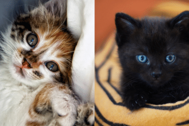 caring for kittens