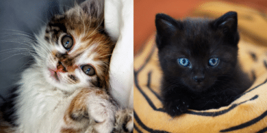 caring for kittens