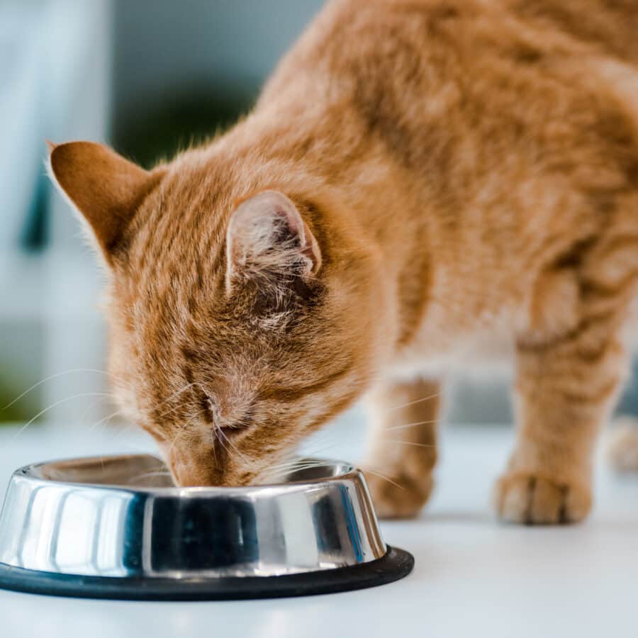 Identify Triggers and Manage Symptoms of Feline Anxiety - Feline Motion Triggered Anxiety Reduction Systems With Wellness Programs