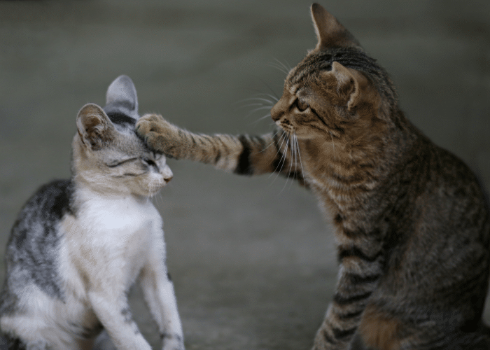 why do cats slap each other?