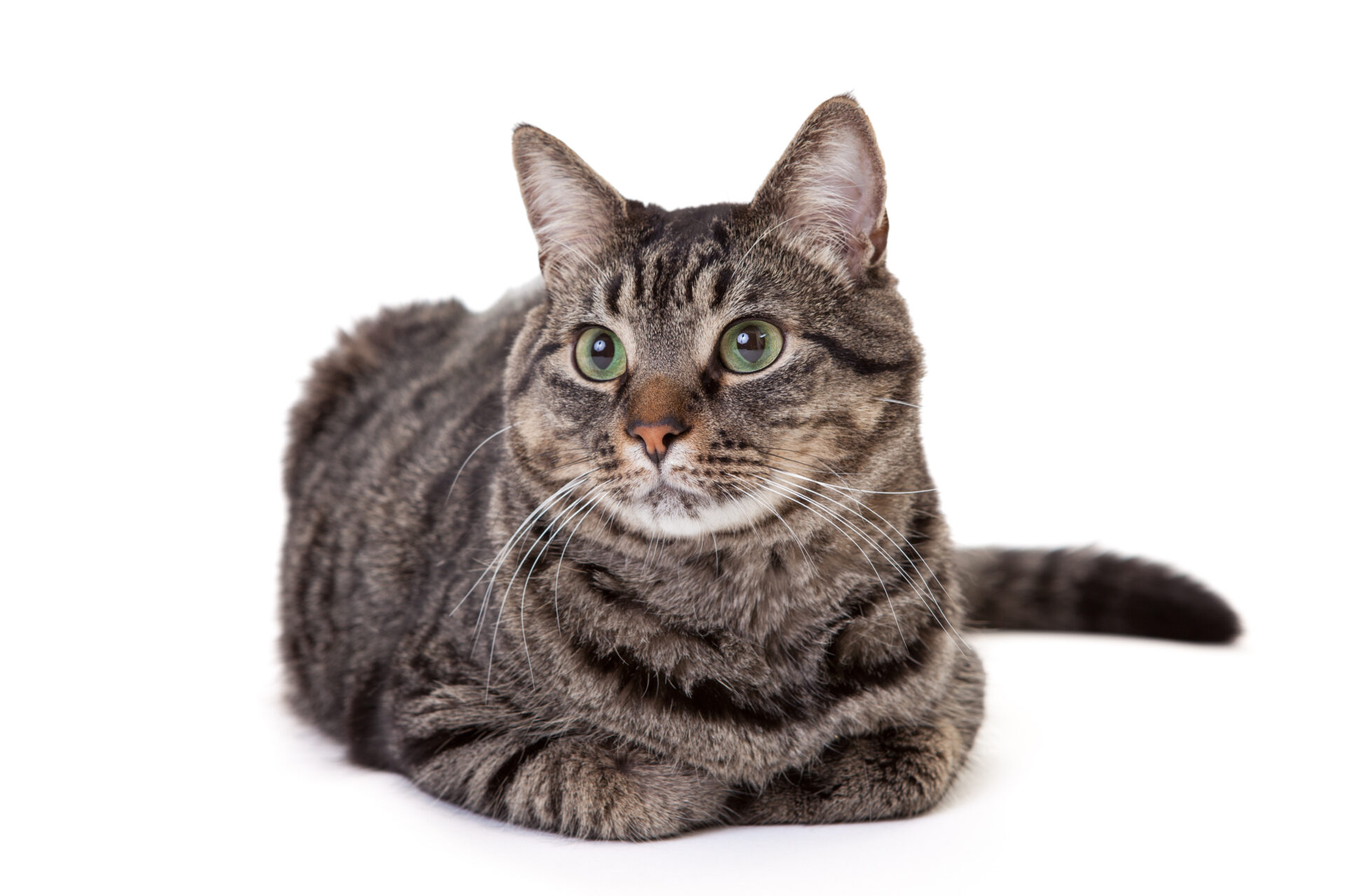 getting-to-know-domestic-short-haired-cats-cattitude