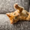 ginger cat with claws