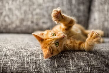 ginger cat with claws