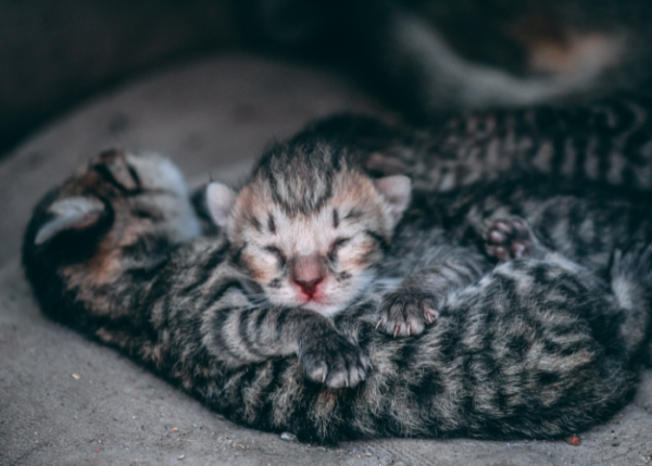 Why Do Mother Cats Abandon Their Kittens 