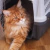 top cat travel carriers for your cat