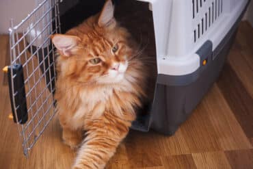 top cat travel carriers for your cat