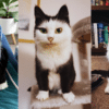 Mau Mau the Cartoon Cat