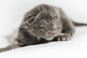 why do cats abandon their kittens