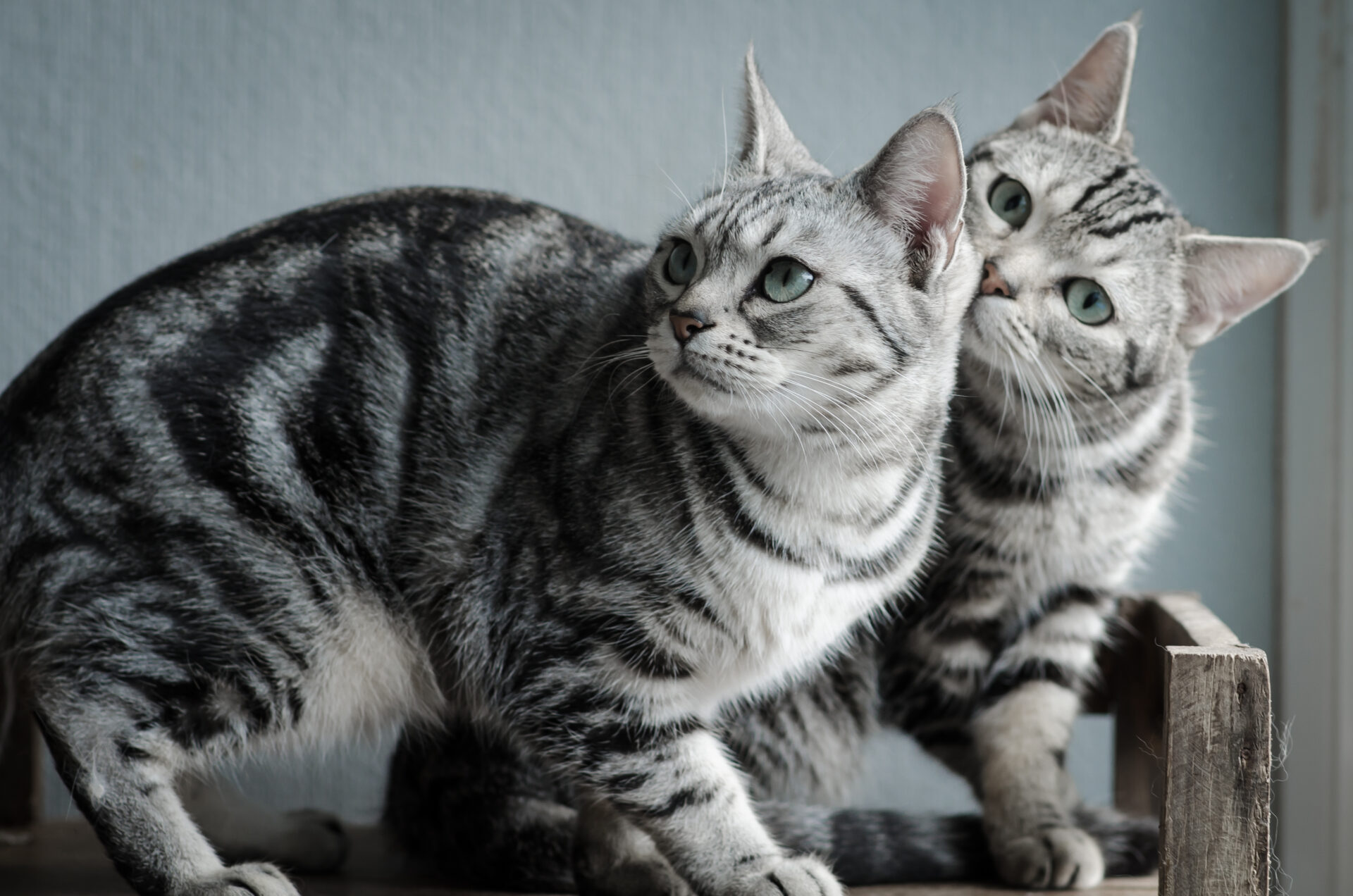 getting-to-know-domestic-short-haired-cats-cattitude