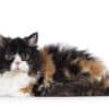 Selkirk Rex facts
