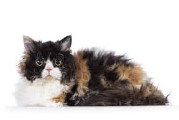 Selkirk Rex facts