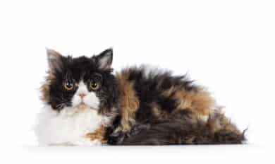 Selkirk Rex facts