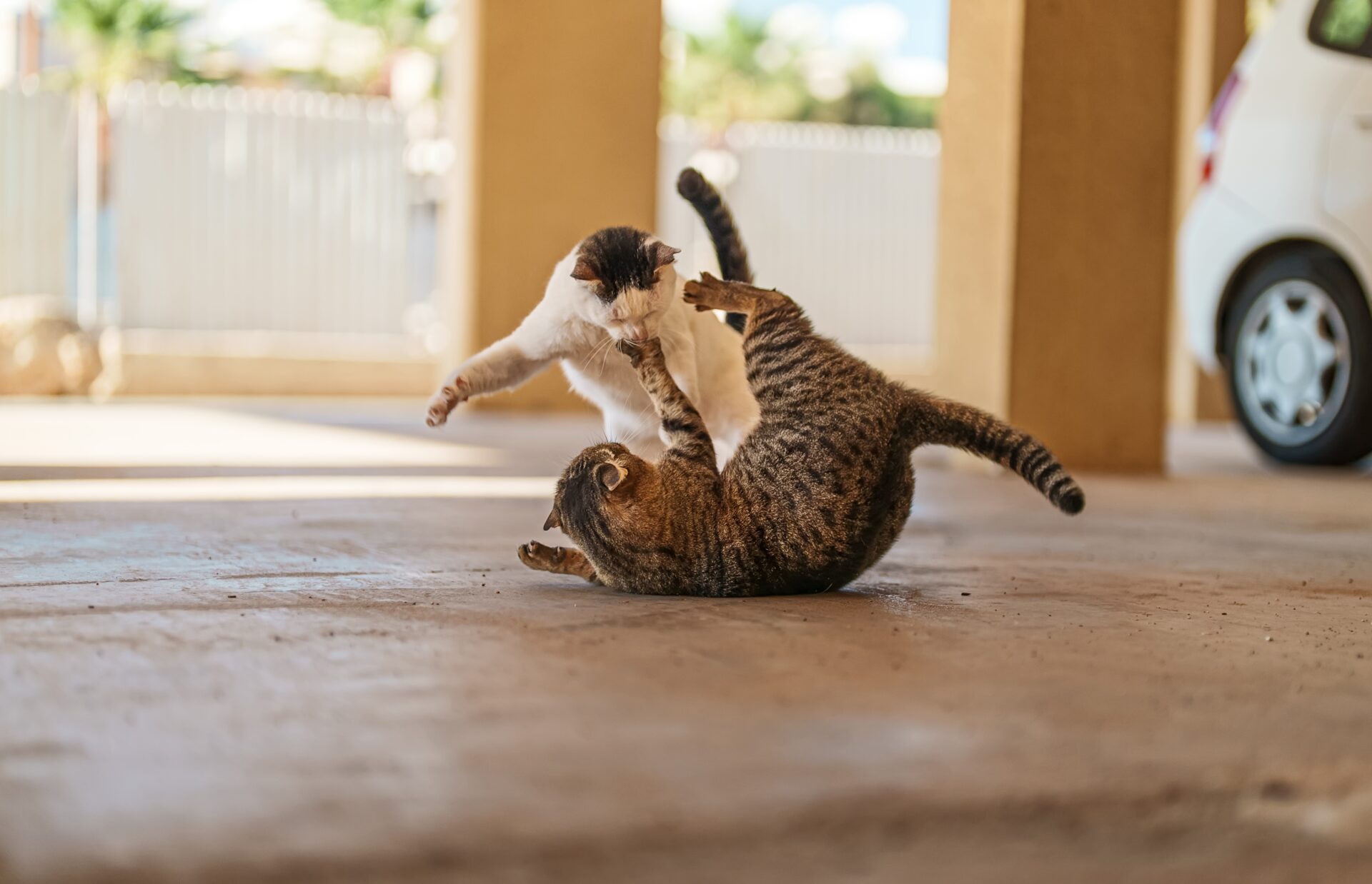 Why Don't Feral Cats Meow?