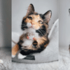 freya the fluff