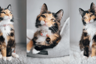 freya the fluff