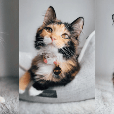 Shy Toothless Rescue Kitty Learns To Trust And Feel Love