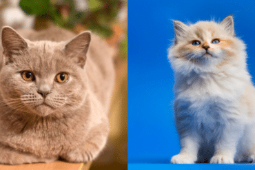 rarest cat breeds