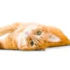 The Top Orange Cat Names