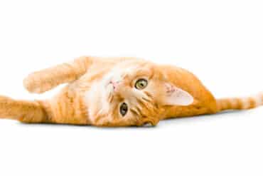 The Top Orange Cat Names