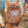female ginger tabby