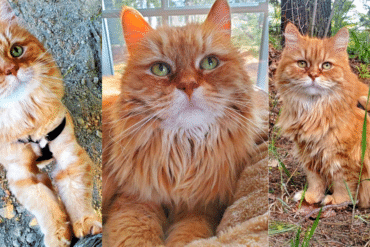 female ginger tabby