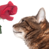 are roses toxic to cats?