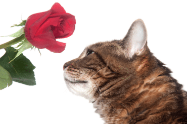 are roses toxic to cats?