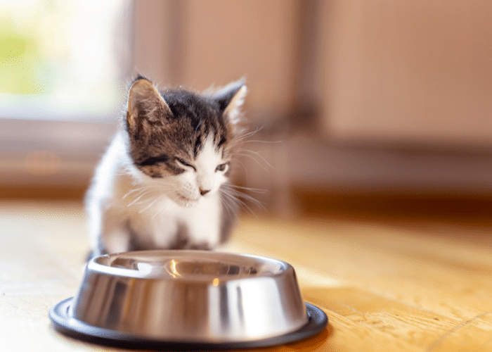 best kitten food for your cat