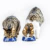 how to feed multiple cats