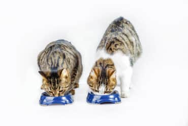 how to feed multiple cats