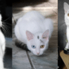 yuki the ghost cat