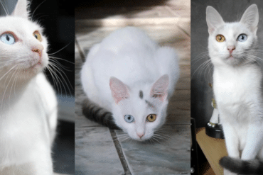 yuki the ghost cat
