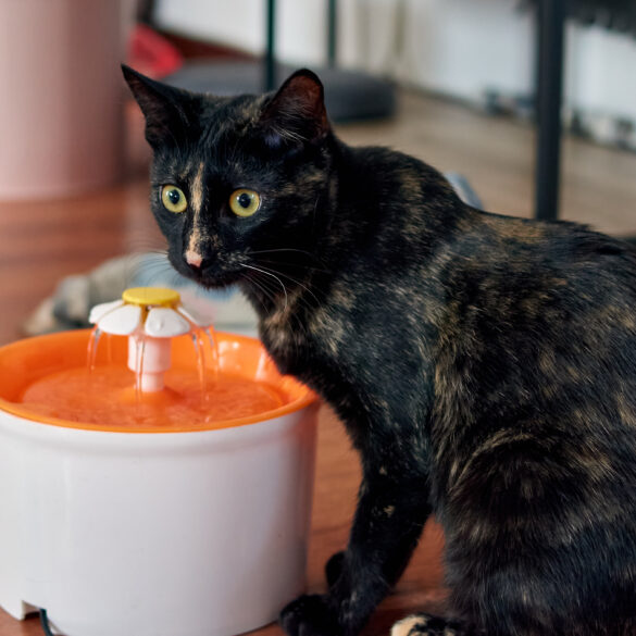 cat water fountain