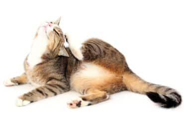feline miliary dermatitis