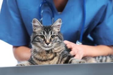 cute cat at the vet